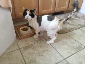February 2017 (63)